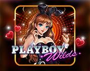 Playboy Wilds Playboy Wilds