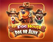 The Dog House - Dog Or Alive The Dog House - Dog Or Alive